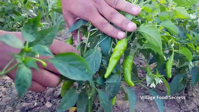 Bhindi Keema Recipe - Masala Bhindi Qeema - Mubashir Saddique - Village Food Secrets