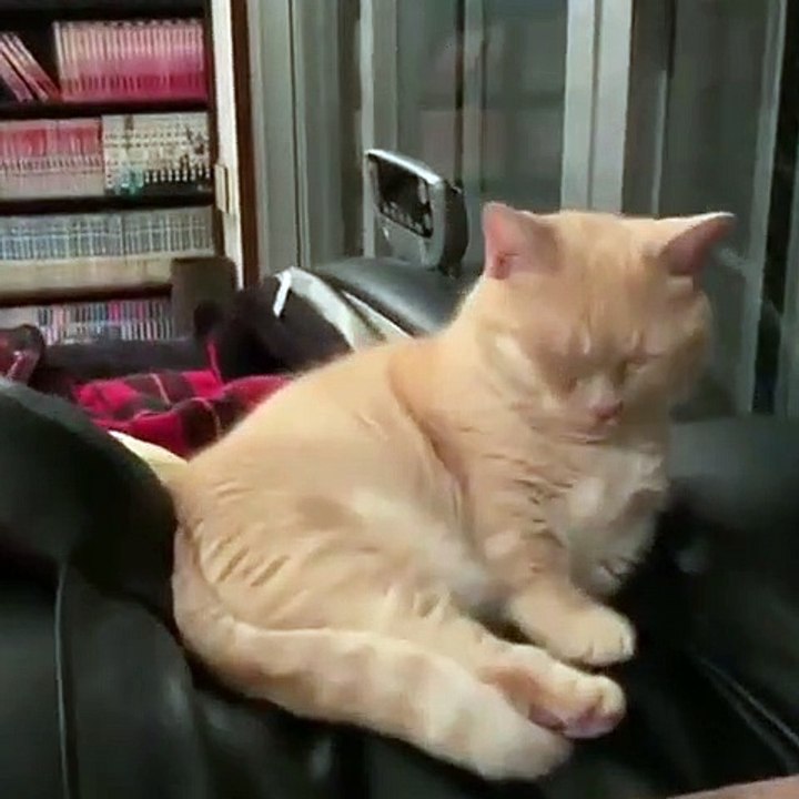 Ce craquant ce petit cœur prend une petite sieste. Trop cute !