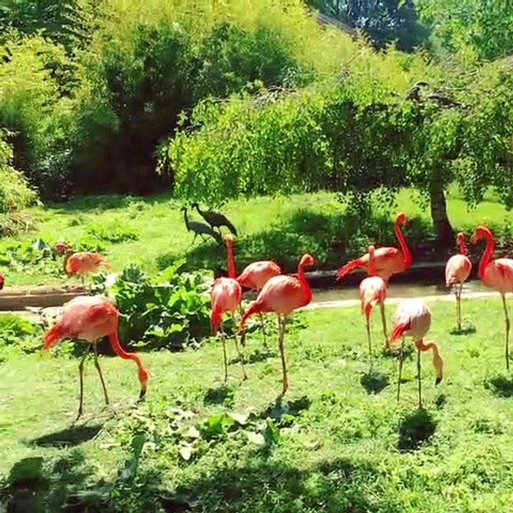 Admirez ces flamants roses prenant un bain de soleil à Paris !