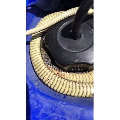 Regardez ! Ce serpent va vous surprendre !