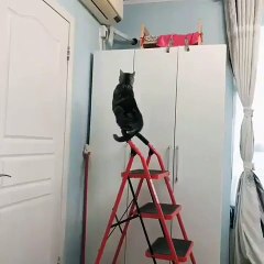 Ce petit chat veut faire du bodybuilding. Trop fort !