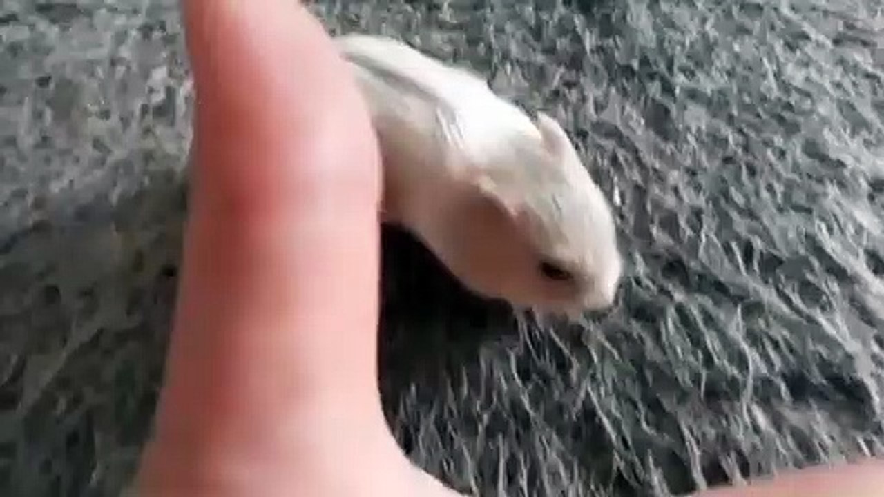 Admirez ce bébé hamster qui gambade déjà. Trop Cute !