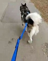 Ce chien et son maître font de bonne promenade ensemble. Regardez !