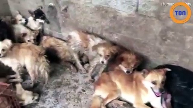 Sauvés du festival Yulin, ces 62 chiens ne seront pas mangés !