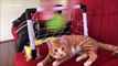 Goalkeeper kitty has incredible reflexes and pulls off some amazing saves