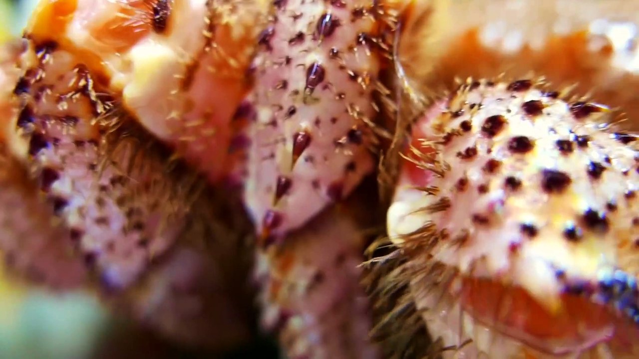 Japanese Street Food - GIANT HAIRY CRAB Seafood Pasta Japan