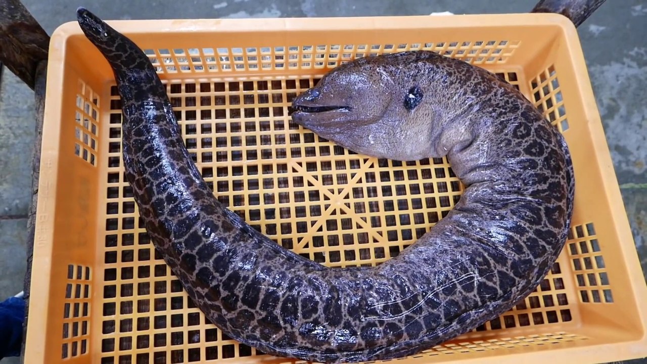 Japanese Street Food - GIANT MORAY EEL Sashimi Okinawa Seafood Japan