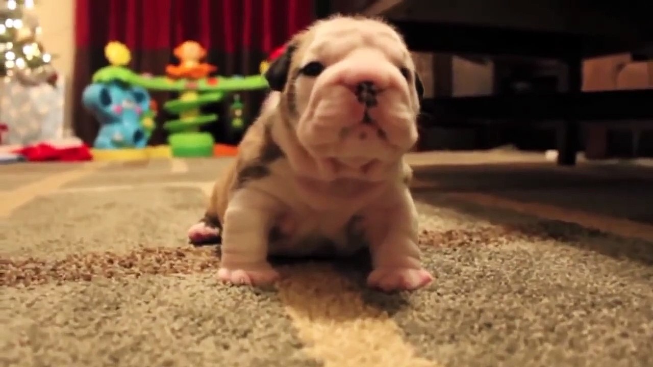 cachorro bulldog ingles