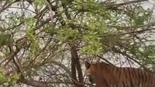 Tigre escala árvore para apanhar macaco mas dá-se mal!