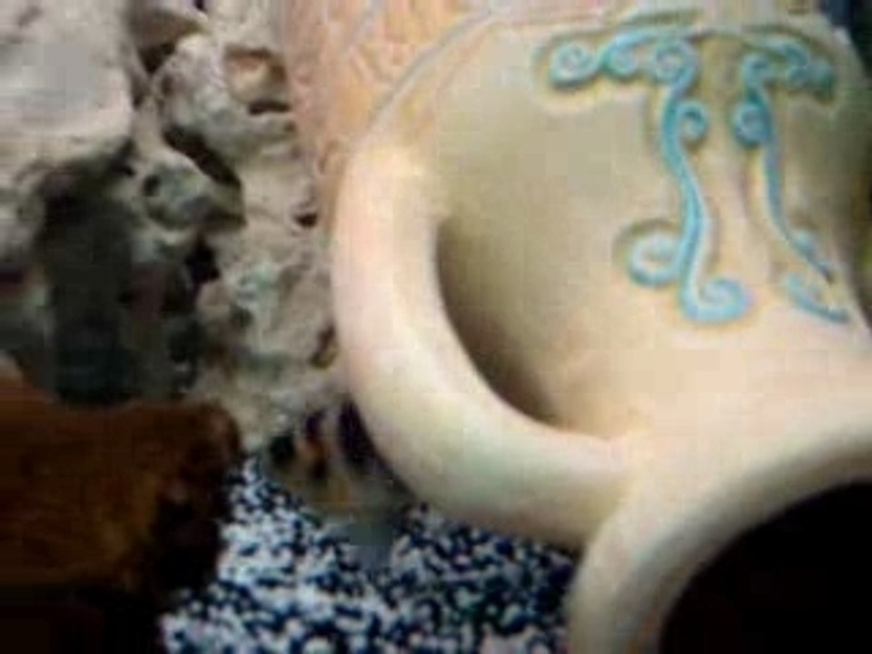 Vidéo de cichlides africain