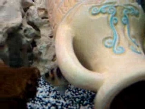 Vidéo de cichlides africain