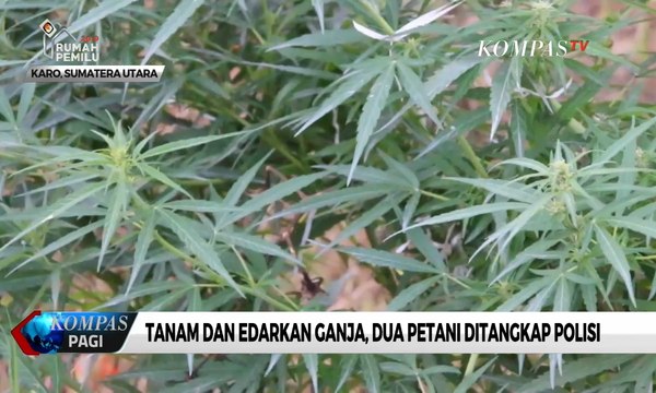 Tanam dan Edarkan Ganja, Dua Petani Ditangkap Polisi