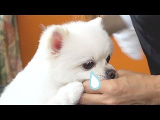 ★문상드림★ 강아지 멱살을 잡으면 생기는 일 / dog grooming /  [개이크오버 EP4]