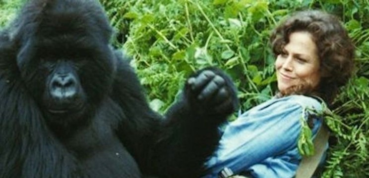 Gorillas In The Mist Movie (1988)