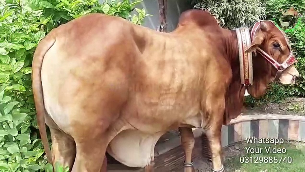 Qurbani Eid Videos 2018 - Wapda Town Sahiwal Qu...