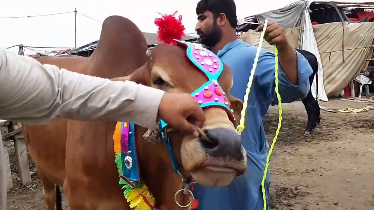 QURBANI EID 2018 - SAHIWAL RAJANPURI BULL FOR SALE - LAHORE BAKRA MANDI