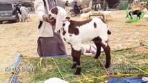 Rajanpuri Gulabi Bakra in Lahore Bakra Mandi Shahpur Kanjra