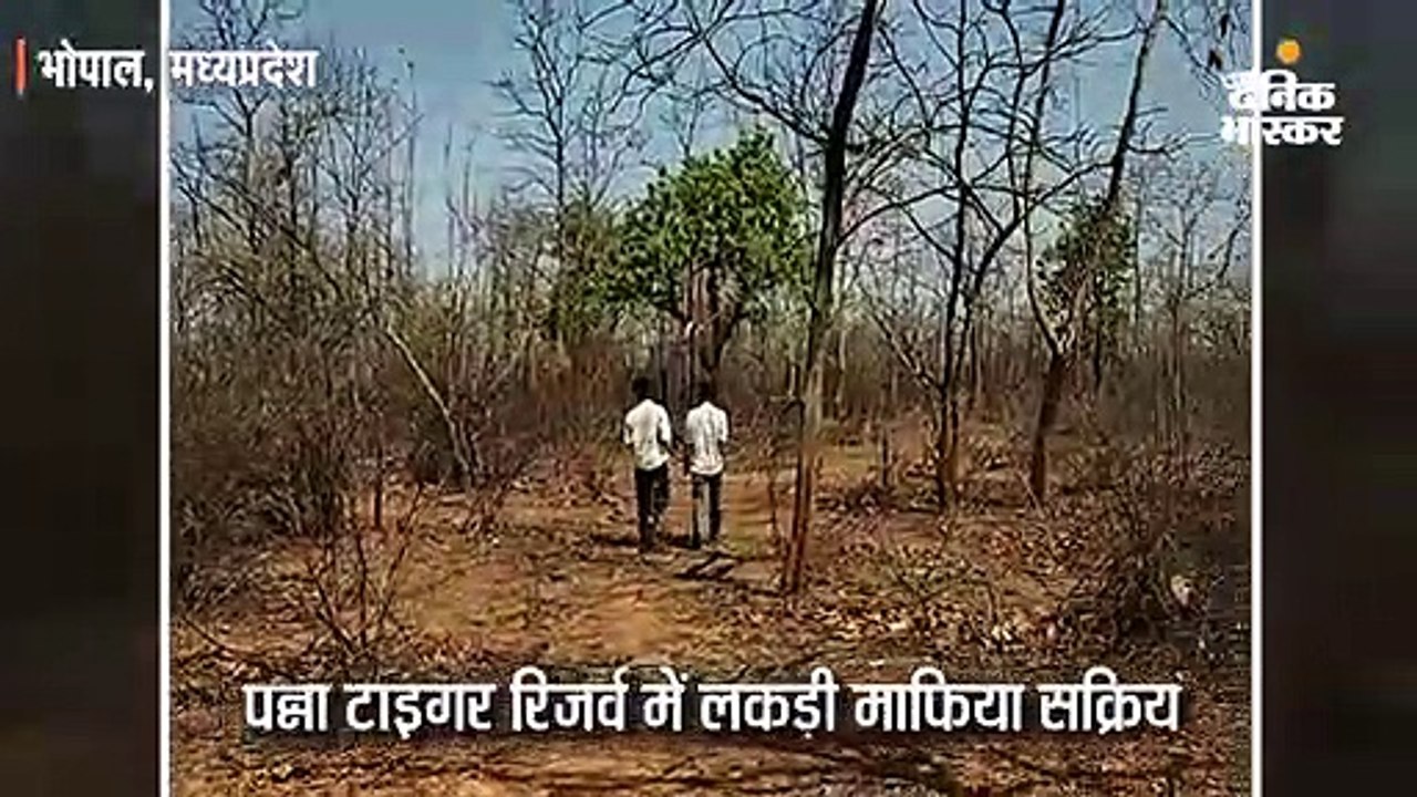 पन्ना टाइगर रिजर्व में लकड़ी माफिया सक्रिय