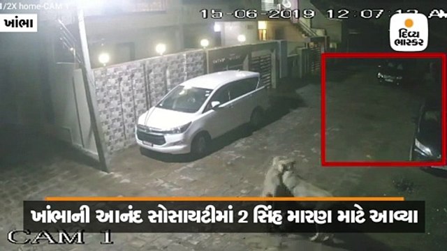 આનંદ સોસાયટીમાં 7 ગાયો પાછળ 2 સિંહોએ મારણ માટે મુકી દોડ, દ્રશ્યો CCTVમાં કેદ