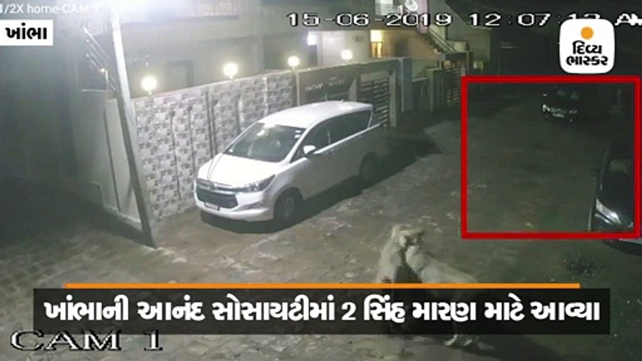 આનંદ સોસાયટીમાં 7 ગાયો પાછળ 2 સિંહોએ મારણ માટે...