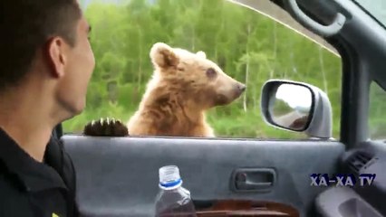 Russian bears funny moments