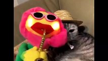 Gatos Chistosos - Perros Chistosos - Videos Graciosos