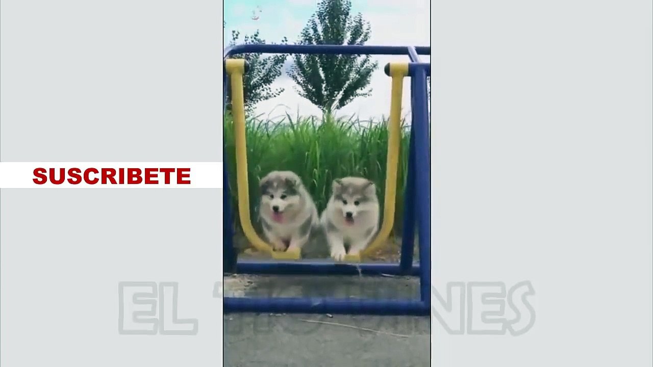 CHISTE VIDEOS DE RISA - SI TE RÍES PIERDES - VIDEOS GRACIOSOS - CAÍDAS GRACIOSAS