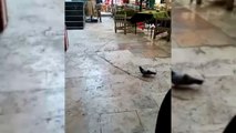 Yem yiyen bir güvercin akrobasi hareketiyle havaya zıplayan kediye yakalanmaktan son anda kurtuldu