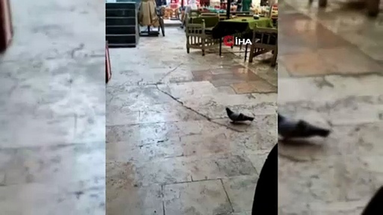 Yem yiyen bir güvercin akrobasi hareketiyle havaya zıplayan kediye yakalanmaktan son anda kurtuldu