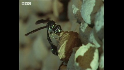 Potter Wasp Kills and Shoves Caterpillar Into Pot - Trials Of Life - Documentary