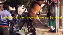 Torture des animaux  : Un cheval échappe de peu à la mort