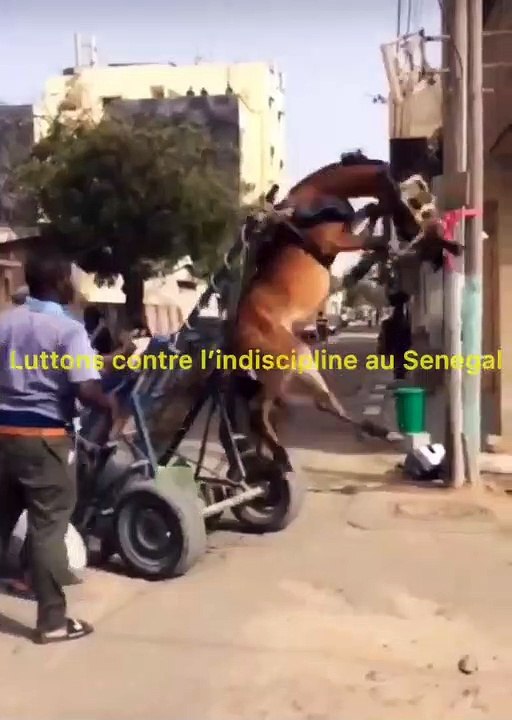 Torture des animaux  : Un cheval échappe de peu à la mort