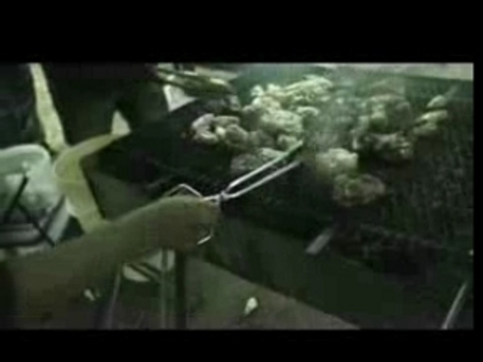 SALIF - GHETTO YOUTH