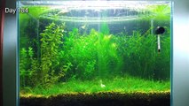 7 Months Update – (Feeding Frenzy) NO filter, NO CO2, NO Ferts 5 Gallon Nano Tank