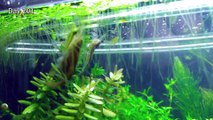 8 Months Update - (Too Many Shrimps) NO filter, NO CO2, NO Ferts 5 Gallon Nano Tank