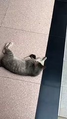 Hunter and Prey: The Chase Begins