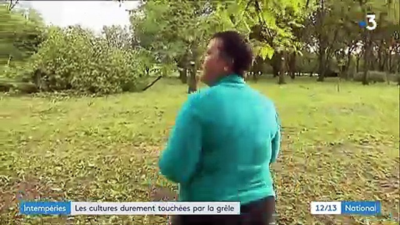 Intempéries : les cultures durement touchées par la grêle