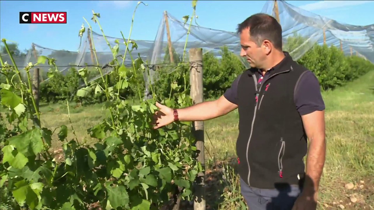 Intempéries : les agriculteurs abattus