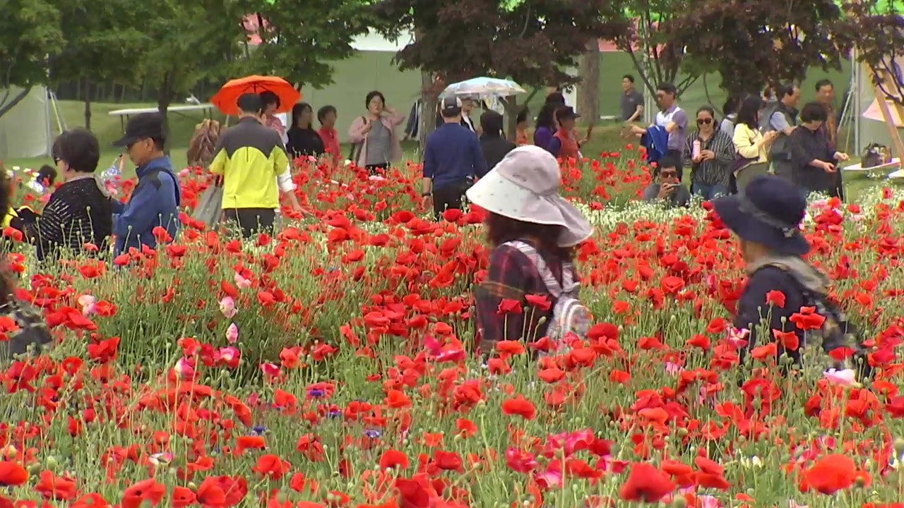 [울산] 태화강 국가정원 지정 재도전 / YTN