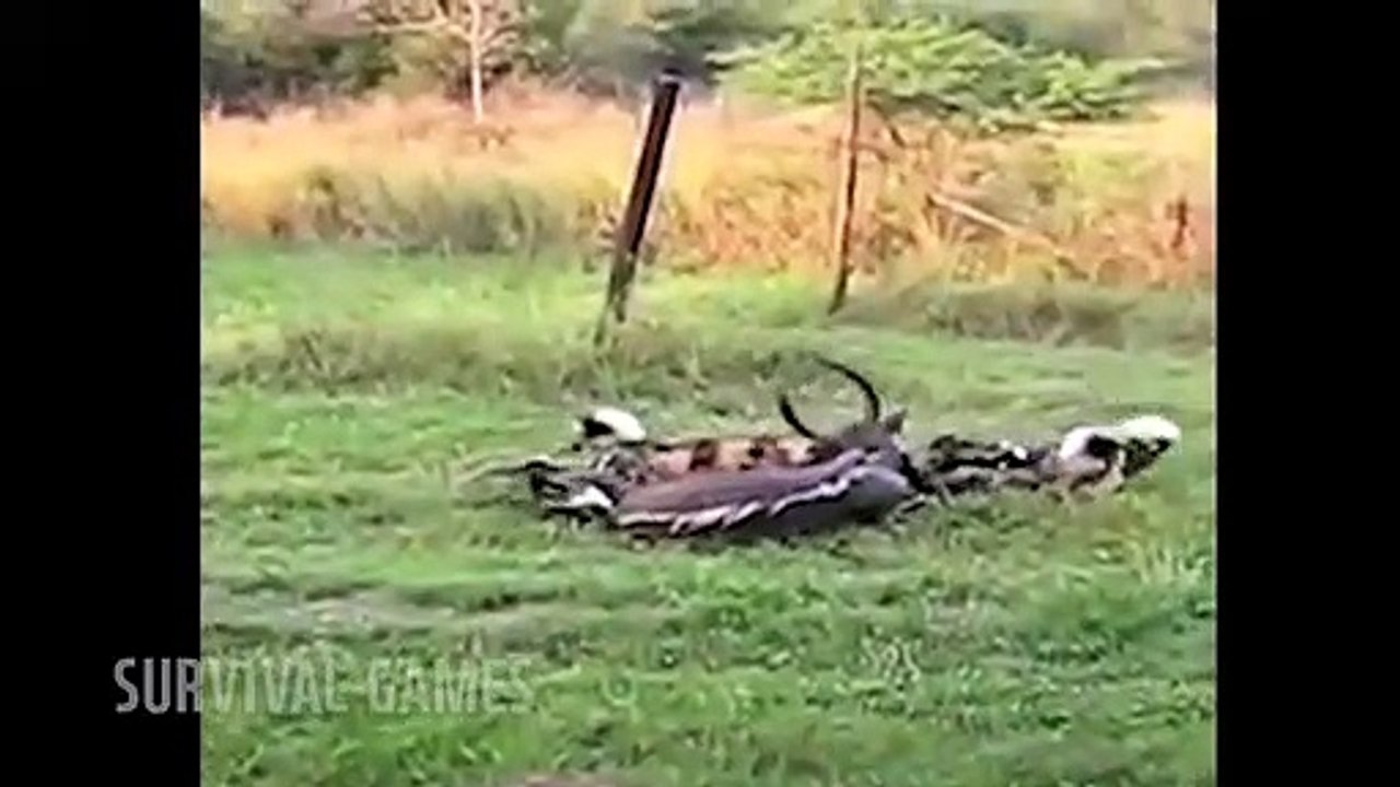 -vs-antelope-vs-wild-dog-fight.mp4