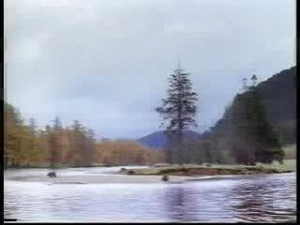 johnwest_bear