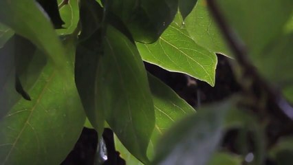 Nature Rain Sounds - Sleep Music - Meditation Relaxing Music