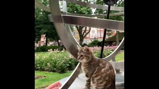 Adorable kitten goes sightseeing in London