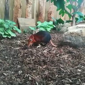 Cette musaraigne-éléphant aime les bons vers de farine. Regardez comment elle se régale !