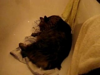 Gribouille dans la baignoire