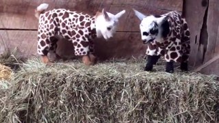 Lovely and funny goats! Goat Pajama Party! Wonderful moment