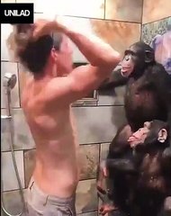 Chimpanzees Help Dude Wash His Hair