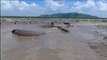 Unique Fishing - Catching Catfish in Muddy Water During Dry Season - Hand Fishing in Mud Water