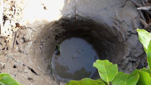 Easy Deep Hole Fish Trap - Hand Fishing - Catching Catfish in Muddy Water By Smart Boy!