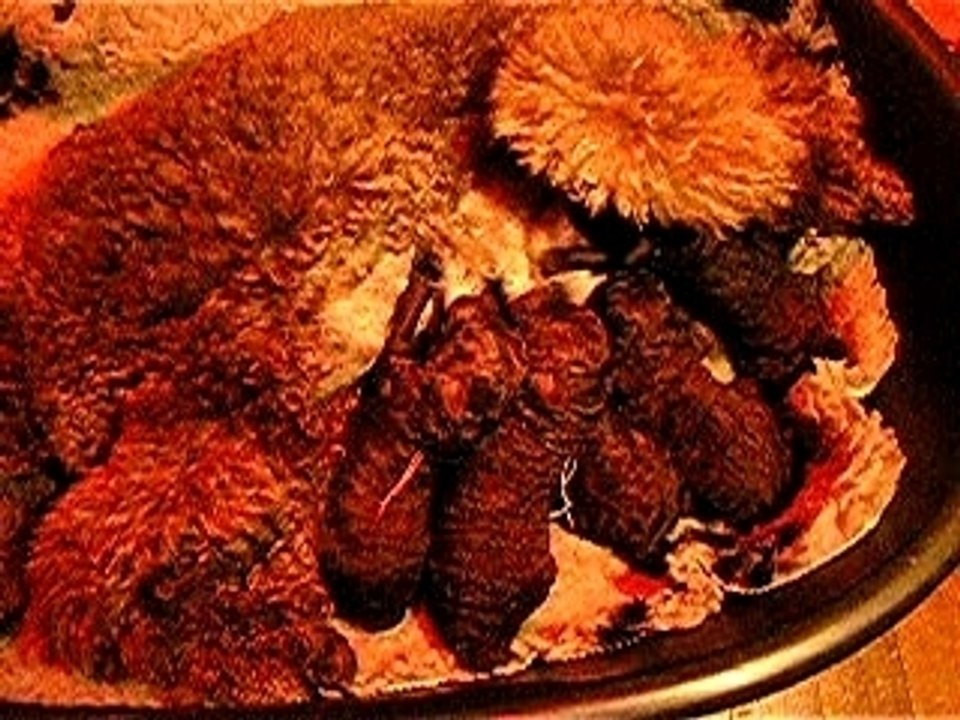 chiots tetent